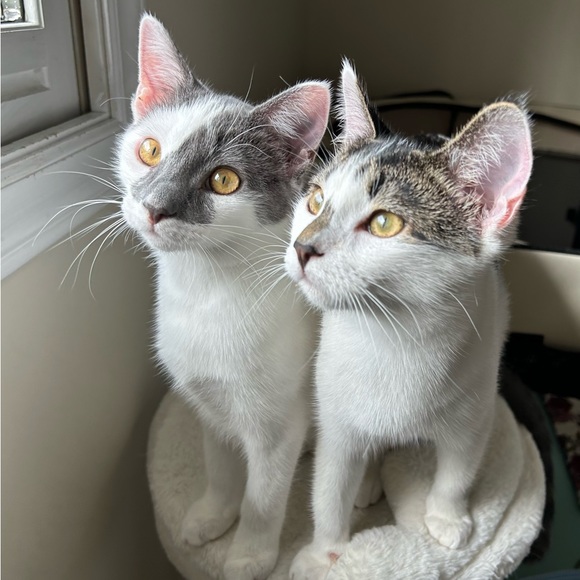 Shop to Support Kitties!💕🐾My Cause for PAWS🐾!💕 - Picture 15 of 17